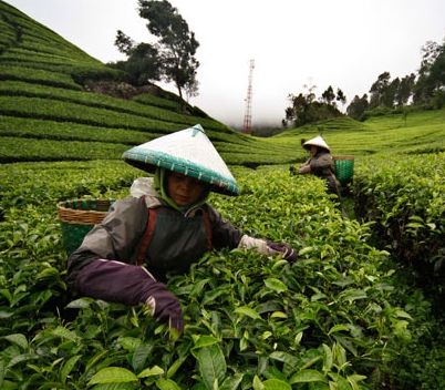 PTPN Siap Berperan Dalam Program Reforma Agraria